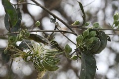 Maerua arenaria